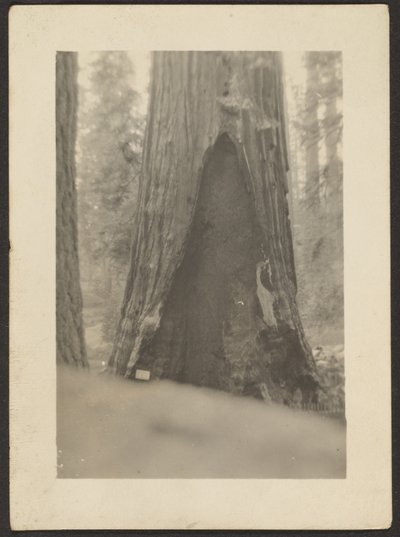 Massive Tree by Louis Fleckenstein