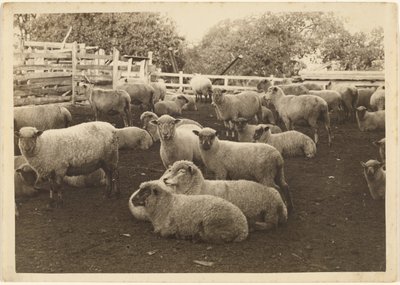 Sheep in Pen by Louis Fleckenstein