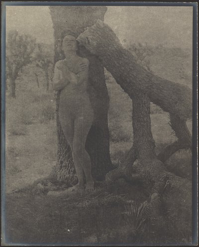 Spirit of the Joshua by Louis Fleckenstein