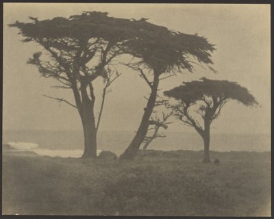Trees Along Coast by Louis Fleckenstein