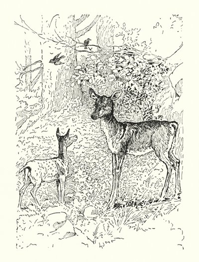 The Fawn and His Mother by Louis John Rhead