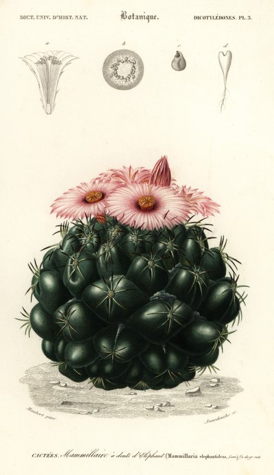 Beehive Cactus, Coryphantha Elephantidens (engraving) by Louis Joseph Edouard Maubert