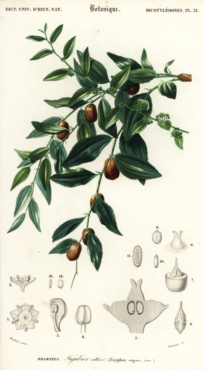 Chinese Date or Jujube, Ziziphus Jujuba (engraving) by Louis Joseph Edouard Maubert