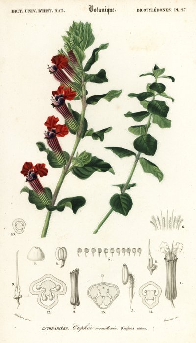 Cigar Plant, Cuphea Llavea (engraving) by Louis Joseph Edouard Maubert