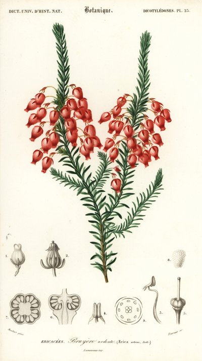 Glowing Heath, Erica Ardens (1849) by Louis Joseph Edouard Maubert