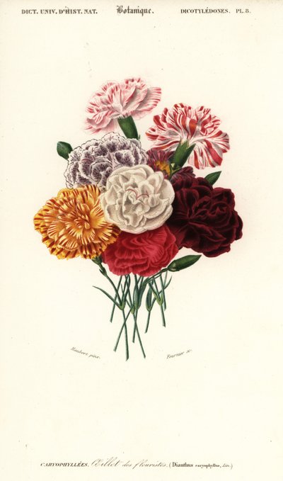 Group of Carnations, Dianthus Caryophyllus (engraving) by Louis Joseph Edouard Maubert