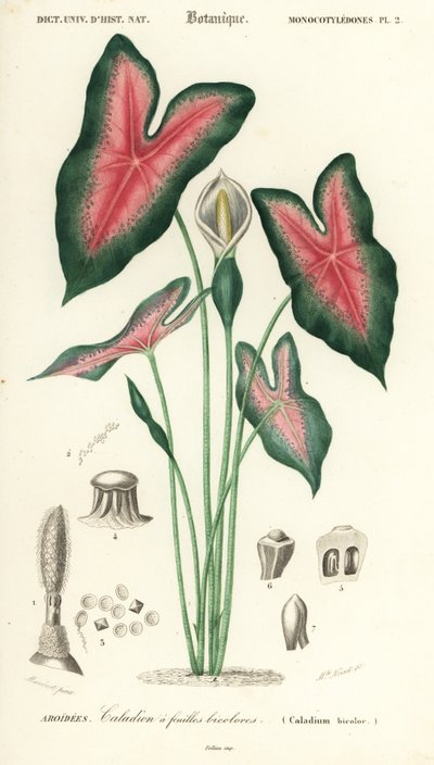 Heart of Jesus, Caladium Bicolor (engraving) by Louis Joseph Edouard Maubert