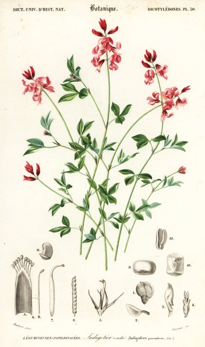 Indigo Plant, Indigofera Procumbens (engraving) by Louis Joseph Edouard Maubert