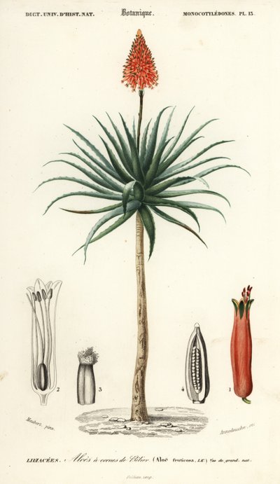Krantz Aloe, Aloe Arborescens (1849) by Louis Joseph Edouard Maubert