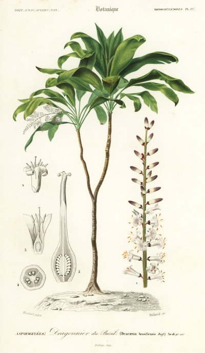 Palm Lily, Cordyline fruticosa (engraving) by Louis Joseph Edouard Maubert