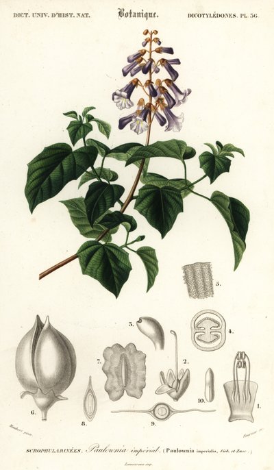 Princess tree, empress tree or foxglove-tree, Paulownia tomentosa (1849) by Louis Joseph Edouard Maubert