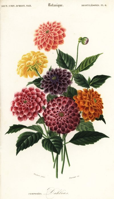 Varieties of Garden Dahlias, Dahlia Pinnata (1849) by Louis Joseph Edouard Maubert