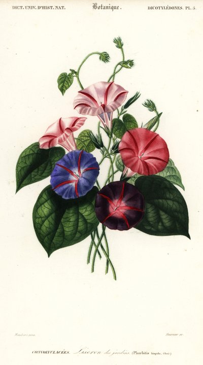 Varieties of Morning Glory, Pharbitis hispida, 1849 (engraving) by Louis Joseph Edouard Maubert