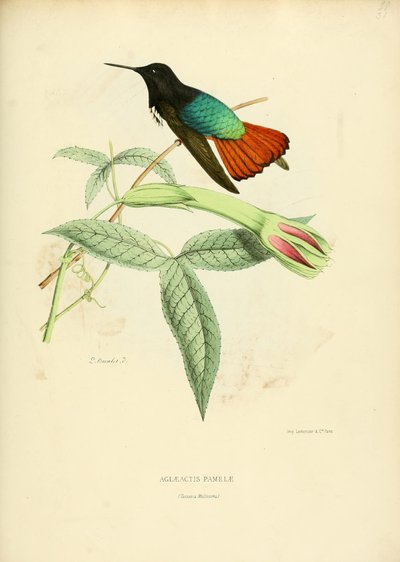 Aglaeactis pamelae by Louis Victor Bevalet