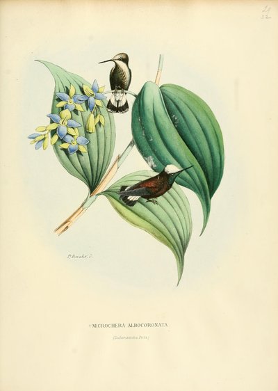 Microchera Albocoronata by Louis Victor Bevalet