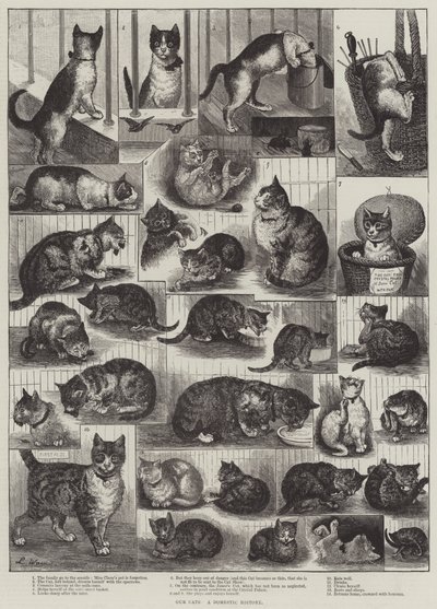 Our Cats, a Domestic History by Louis Wain