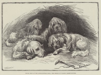 Royal Dogs at the Agricultural Hall, the Prince of Wales