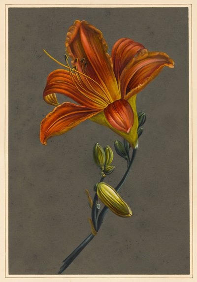 Day Lily by Louise DOrleans