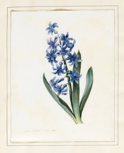 Hyacinth by Louise DOrleans