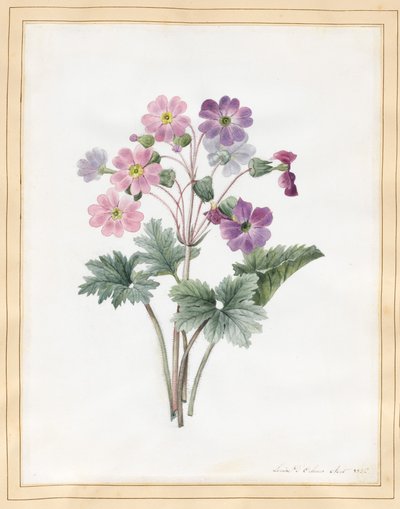 Hybrid Auricula by Louise DOrleans