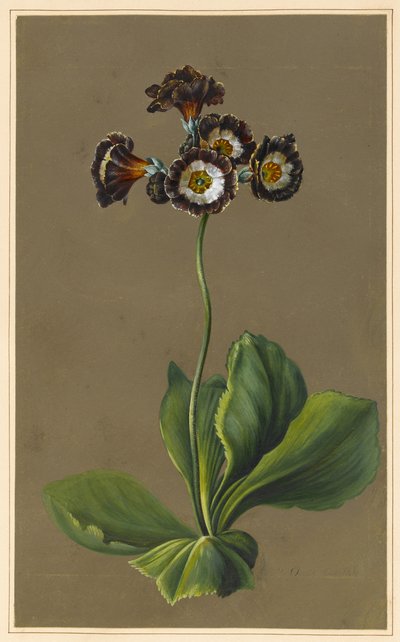 Hybrid Auricula, 1830 by Louise DOrleans
