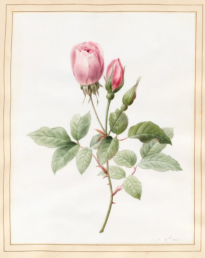 Pink Rose and Buds, 1826 by Louise DOrleans