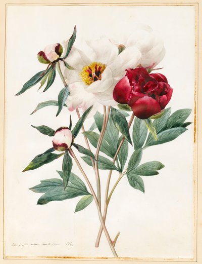 Red and White Herbaceous Paeonies by Louise DOrleans