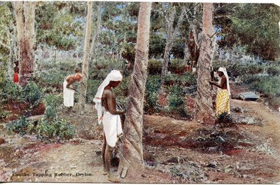 Coolies Tapping Rubber, Ceylon, c.1900-20 by Ltd. Ceylon Plâté