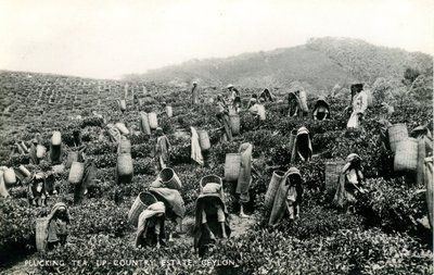 Plucking Tea, Up-Country Estate, Ceylon, c.1900-1930 by Ltd. Ceylon Plâté