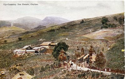 Up-Country Tea Estate, Ceylon, c.1900-20 by Ltd. Ceylon Plâté