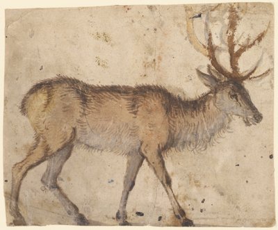 Study of a Stag (recto) by Lucas the Elder Cranach