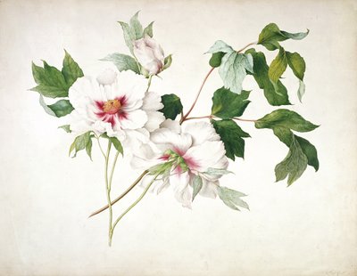 Japanese Tree Peony (Paeonia suffructicosa) by Lucy Cust
