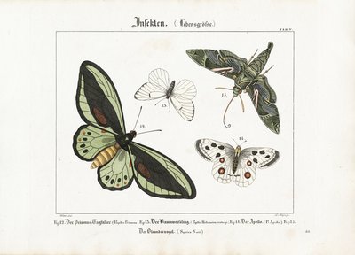 Butterflies and the Oleander Hawk-moth by Ludwig Meyer