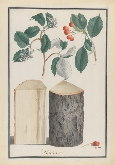 Studies of the leaves, blossoms, fruits and trunk of a whitebeam Sorbus subgenus Aria by Ludwig Pfleger