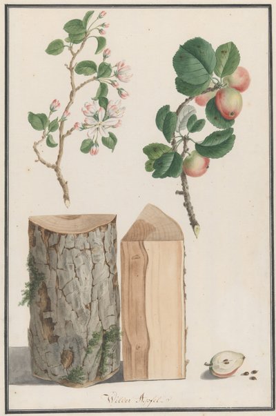 Studies of the trunk, blossoms and fruit of a wild apple tree Malus sylvestris, 1788 by Ludwig Pfleger