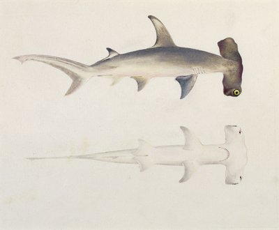 A Hammer-headed Shark, Loheia by Luigi Balugani