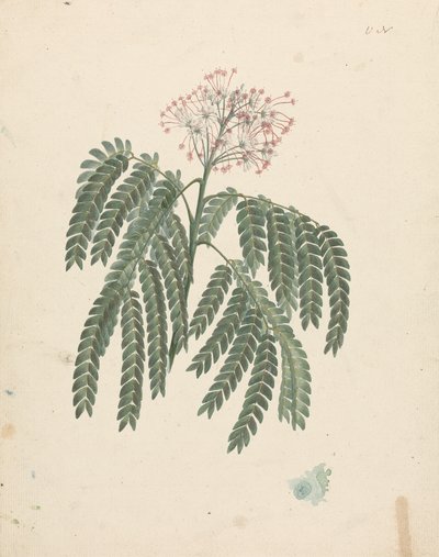 Albizia gummifera (Gummy Albizia Tree): finished drawing with minor variations in flowering head by Luigi Balugani