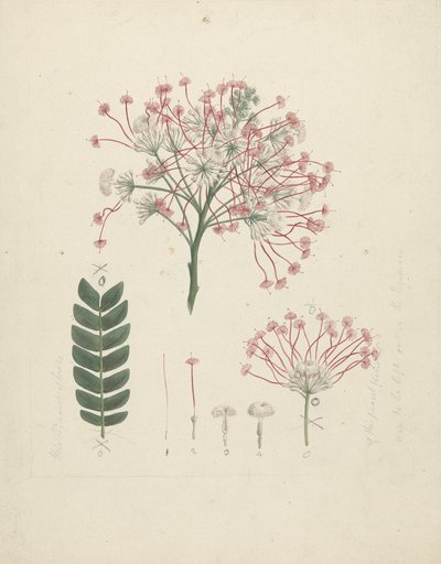 Gummy Albizia Tree: finished drawing of flowering head of shoot, with details of inflorescence, florets, and leaf by Luigi Balugani
