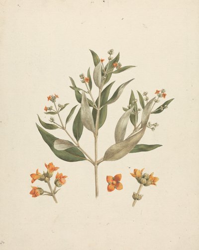 Avicennia marina (Forssk.) Vierh. (White Mangrove): finished drawing of flowering shoot with details of flowers by Luigi Balugani