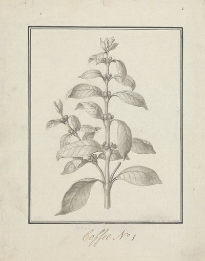 Coffea arabica L. (Arabica Coffee): Finished Drawing of Leafy Shoot and Berries by Luigi Balugani