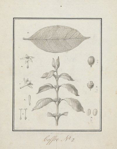 Coffea arabica L. (Arabica Coffee): finished drawing of leafy shoot, with details of flowers, leaf, and fruits by Luigi Balugani