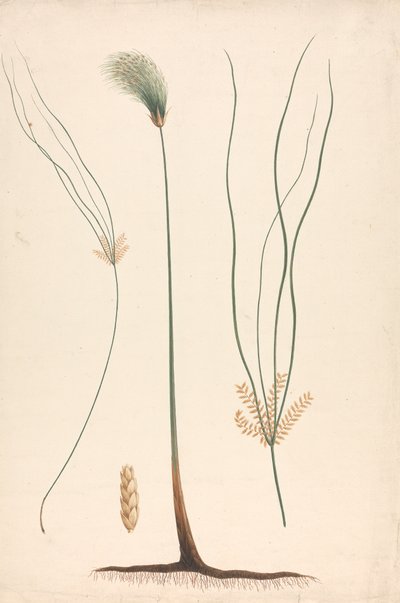 Cyperus papyrus L. (Papyrus Sedge): finished drawing of steam and flowering head, with details of inflorescence left and right by Luigi Balugani