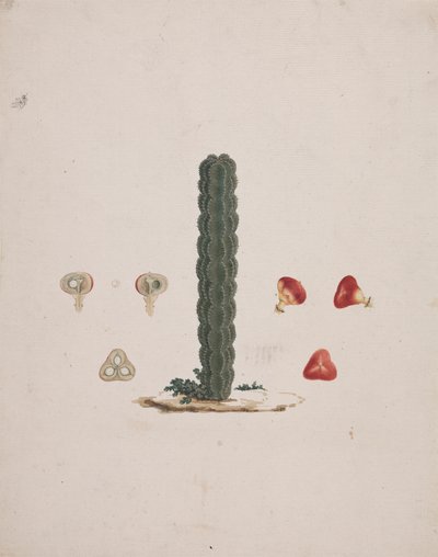 Euphorbia abyssinica J.F. Gmel. (Ethiopian Tree-Spurge): finished drawing of single trunk, with details of whole and dissected fruits by Luigi Balugani