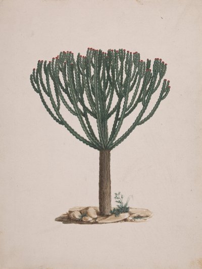 Euphorbia abyssinica J.F. Gmel. (Ethiopian Tree-Spurge): finished drawing of the tree