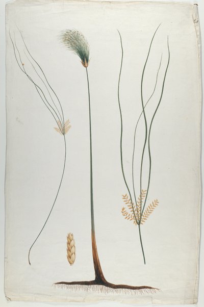 Papyrus (Plant and Root Detail), after James Abyssinian Bruce (1730-94) by Luigi Balugani