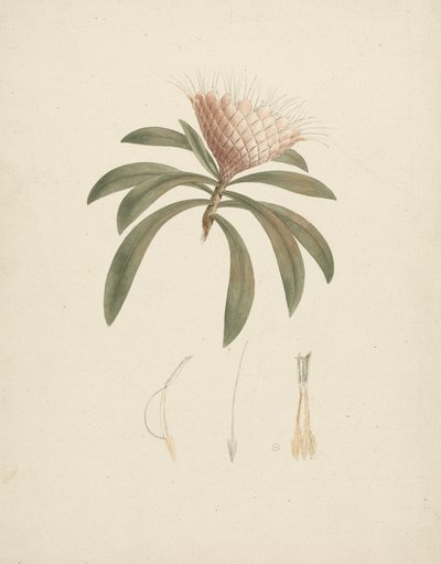Protea gaguedi J.F. Gmel. (Protea): finished drawing with floral details by Luigi Balugani