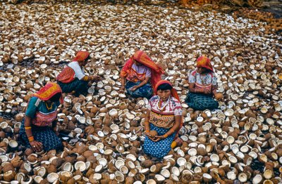 Indigenous people of Mulatas Archipelago of San Blas Islands crack coconuts for copra by Luis Marden