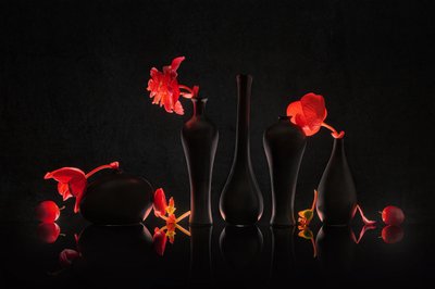 Crimson Blooms Black Vases by Lydia Jacobs