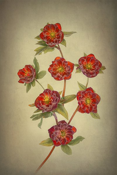 Double Queen Hellebores by Lydia Jacobs