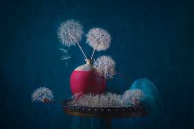 Dreamy Dandelion Still Life by Lydia Jacobs